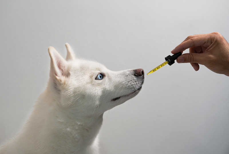 CBD Health For Your Pets