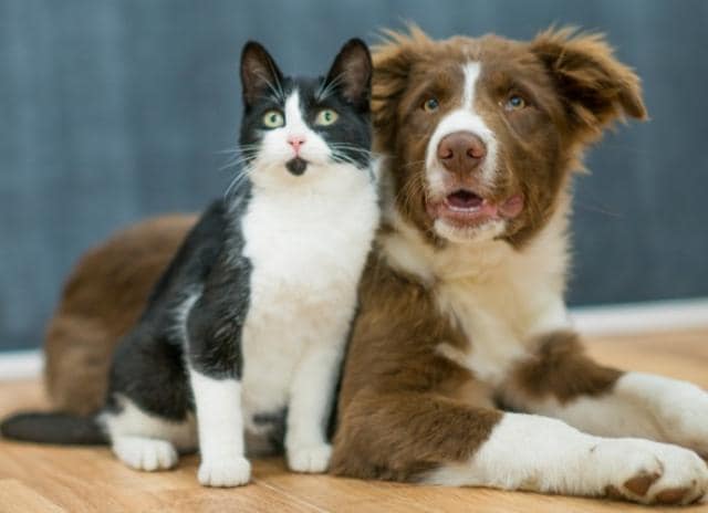 CBD for Pet Anxiety and Pain