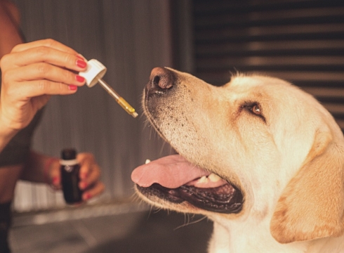 cbd products and my pets