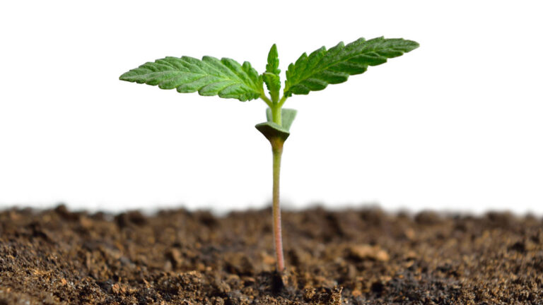 Germination Techniques for Cannabis Seeds