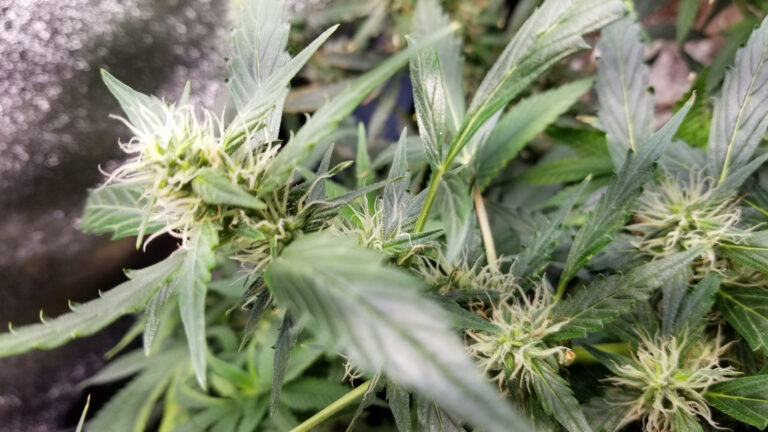 Growing Cannabis in Cold Weather