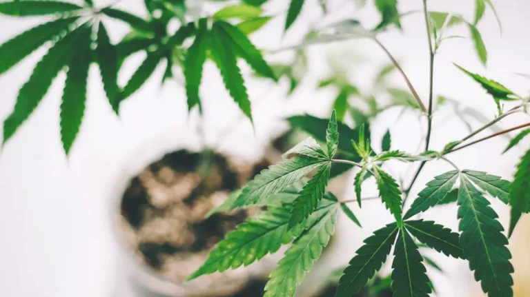 CBD_Oil_Benefits