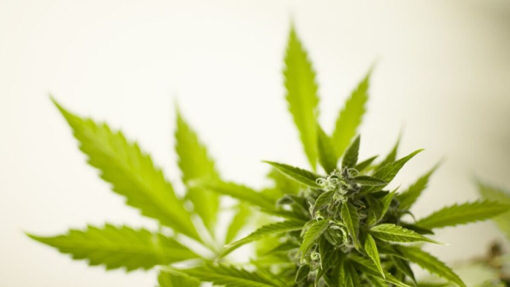 CBD Oil