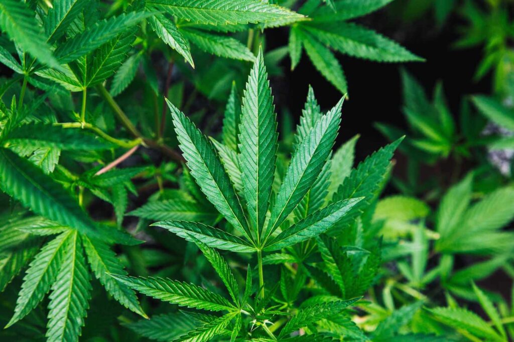 The Environmental Footprint of CBD Production