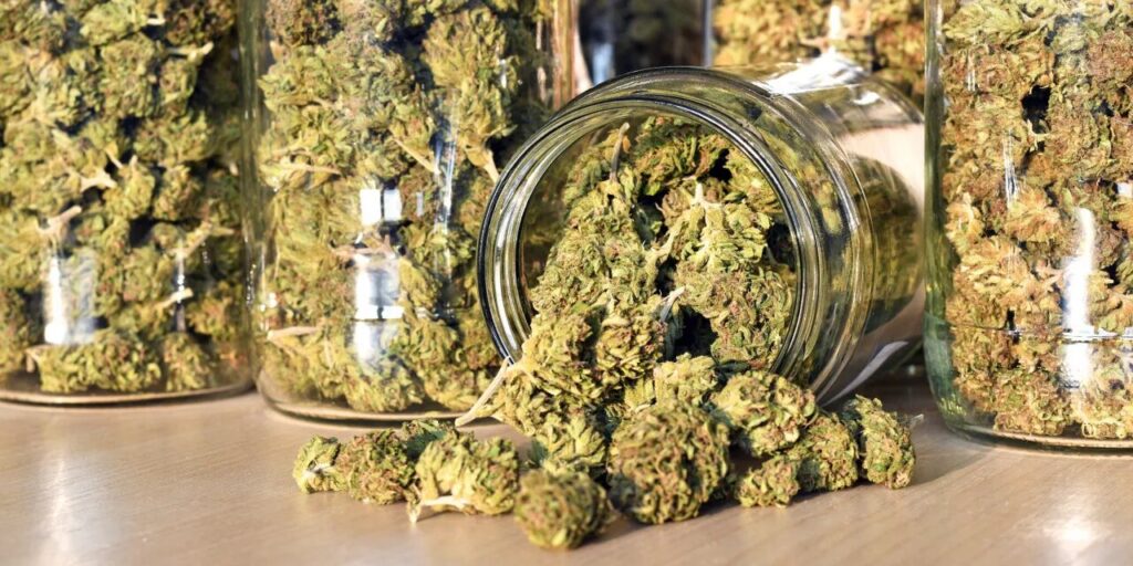 The Environmental Impact of CBD Production Sustainability in Focus
