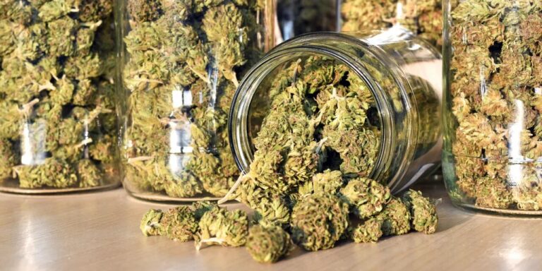 The Environmental Impact of CBD Production Sustainability in Focus