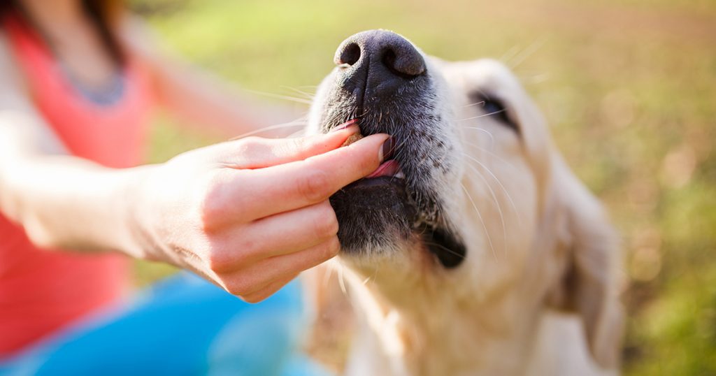 How CBD Oil Benefits Your Dog’s Skin and Coat