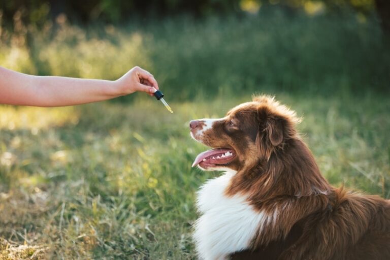 How CBD Oil Supports Healthy Skin and Coat in Dogs