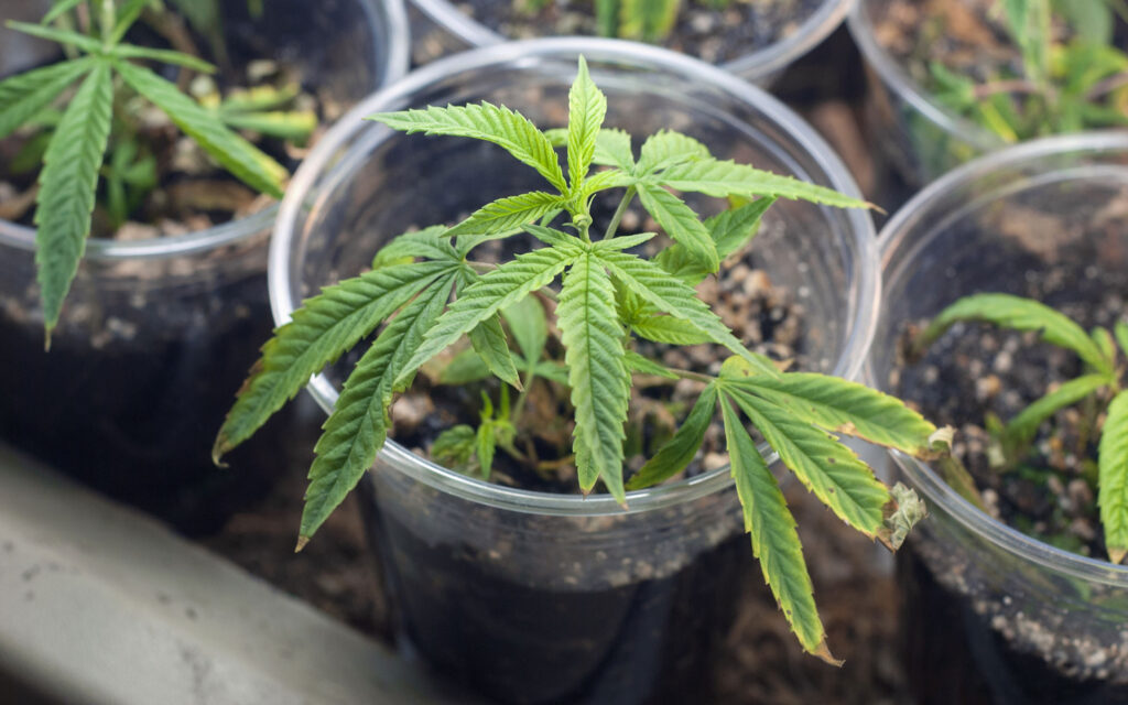 Cannabis for beginners