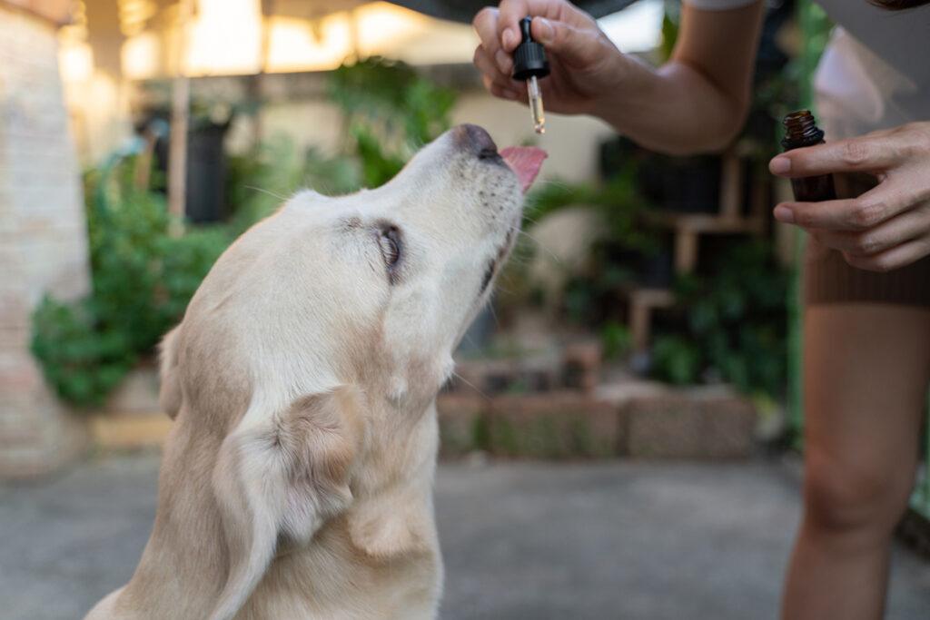 CBD for pets