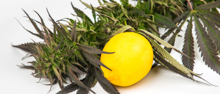 Terpenes Influence the Effects of CBD Oil