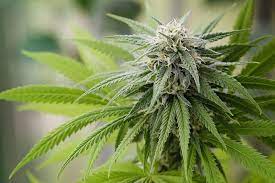 Terpenes Influence CBD Oil